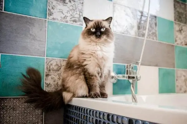 Ragdoll cat next to a bath