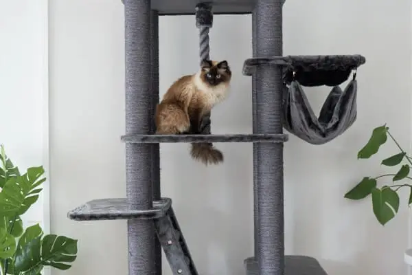 Ragdoll cat climbing a scratching post