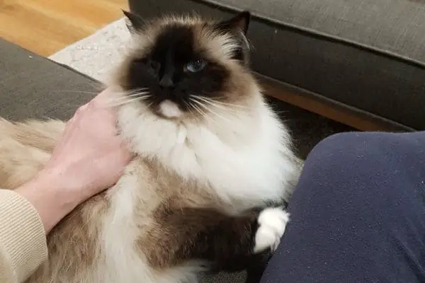 Ragdoll cat sitting on a persons lap