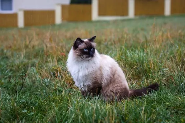 Ragdoll cat playing outdoors on lawn