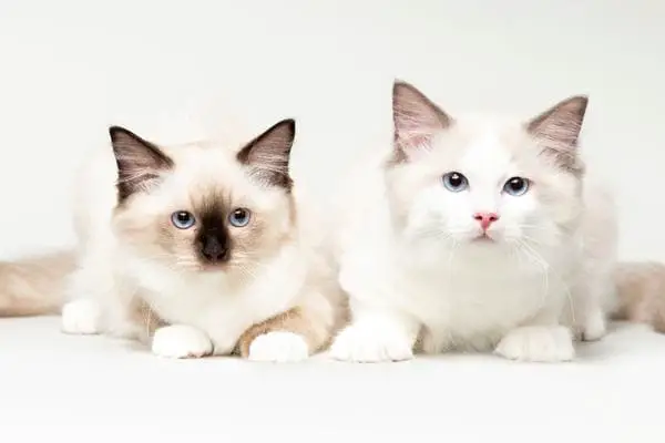 A pair of ragdoll cats