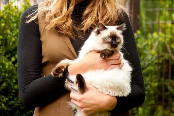 Ragdoll cat being held