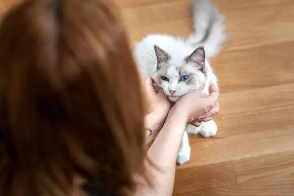 Ragdoll cat getting a chin scratch