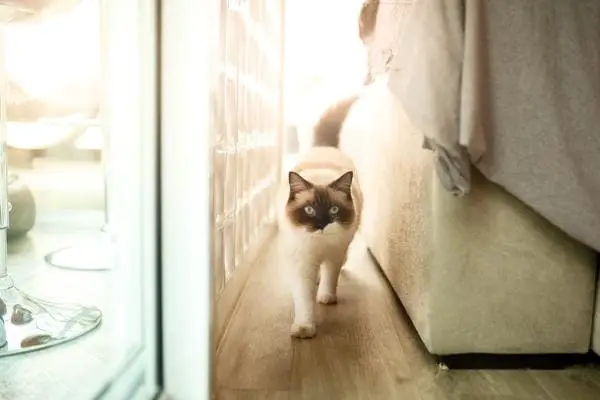 Ragdoll cat patrolling the corridor