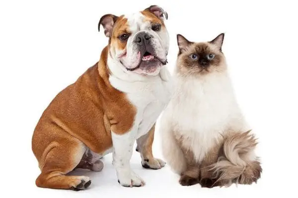 Bulldog with ragdoll cat