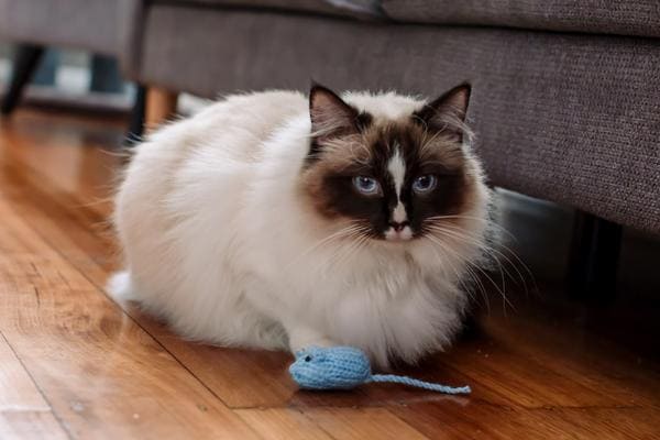 Ragdoll cat chasing toy mouse