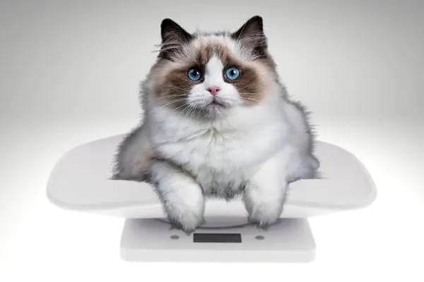Ragdoll cat being weighed on pet scales