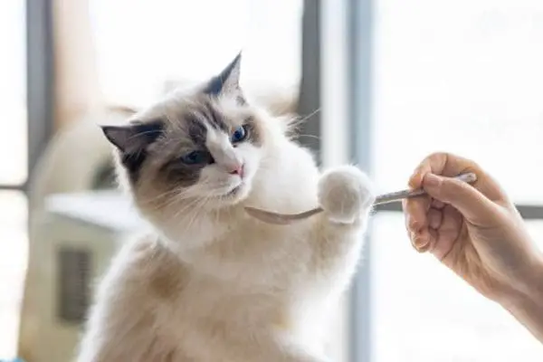 Ragdoll cat playing with spoon