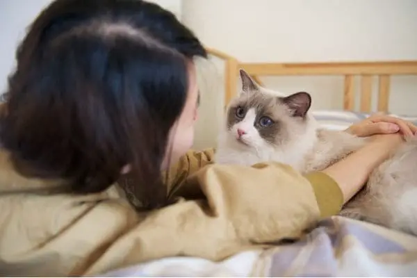 Ragdoll cat playing with owner