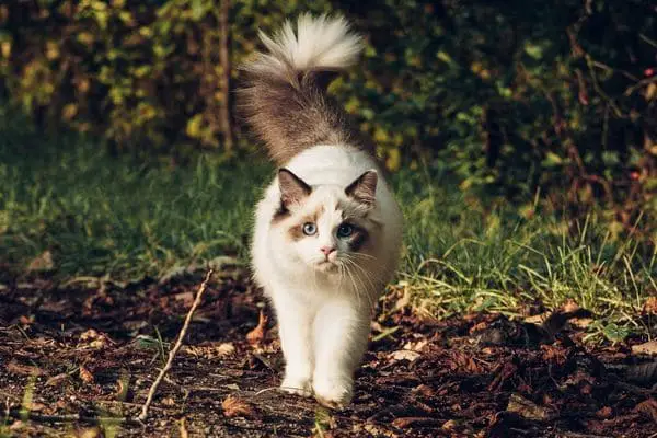 Ragdoll cat prowling outdoors