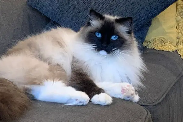 Ragdoll cat laying on a couch