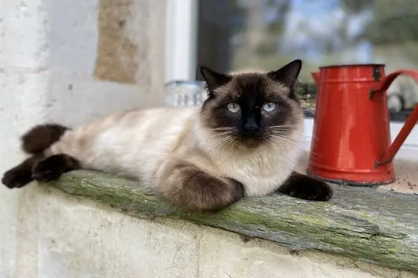 Ragdoll cat laying prone on a bench