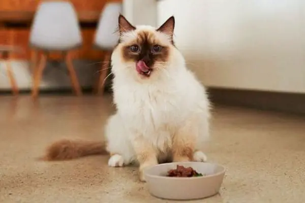 Ragdoll cat eating food