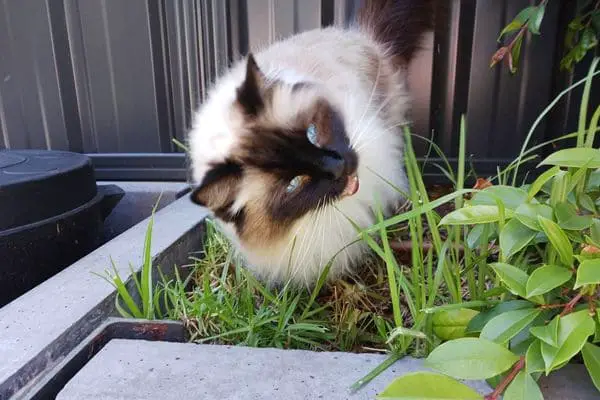 Ragdoll cat eating a blade of grass