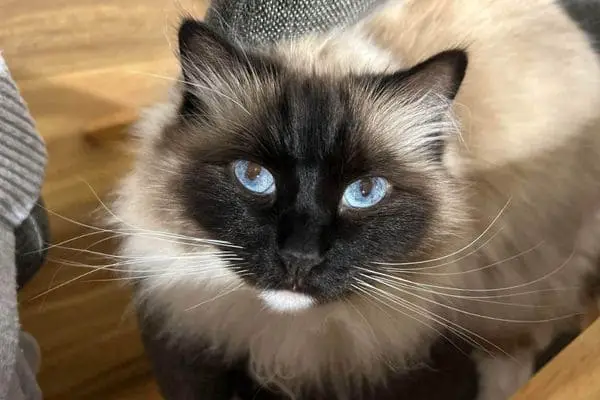 Ragdoll cat with big blue eyes