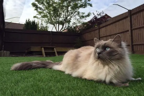 Ragdoll cat thinking about climbing a fence