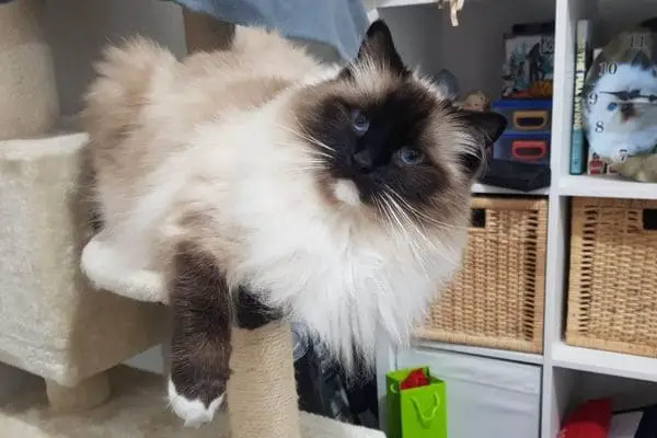 Purebred ragdoll cat on a scratching post