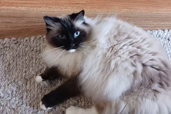Ragdoll cat laying on a rug