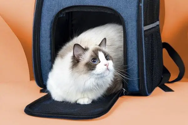 Ragdoll cat in a travel carry bag