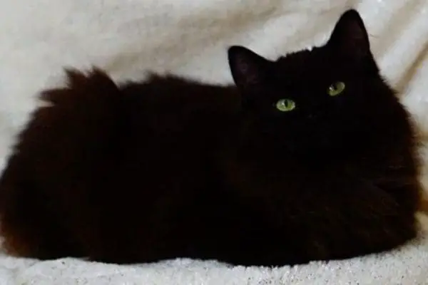 A black ragdoll cat