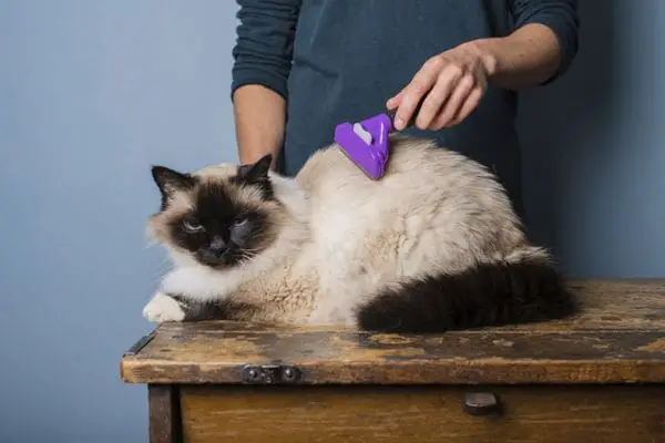Ragdoll cat getting groomed with a brush