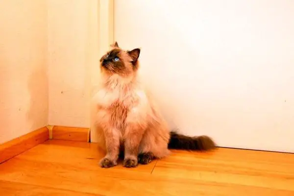 Ragdoll cat in a hallway