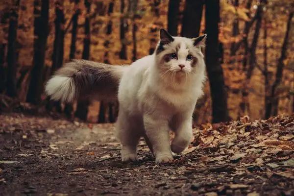 Ragdoll cat wagging its tail in a forest