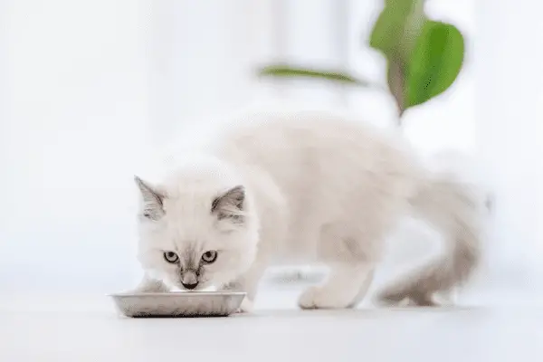 Ragdoll cat drinking bowl of milk