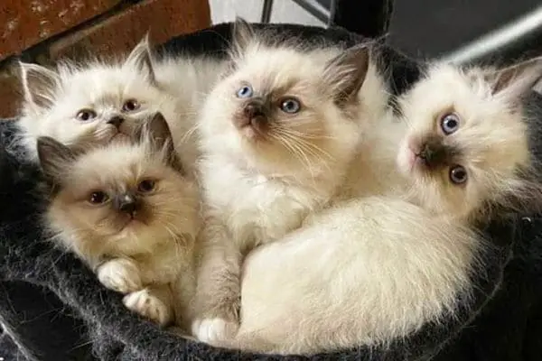 A group of ragdoll kittens in a basket