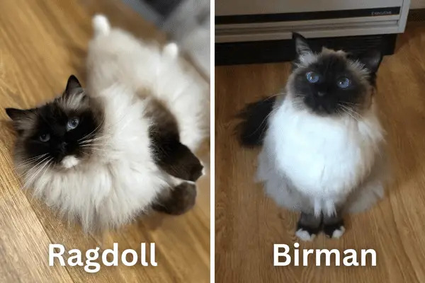 Ragdoll Cat and Birman Cat together