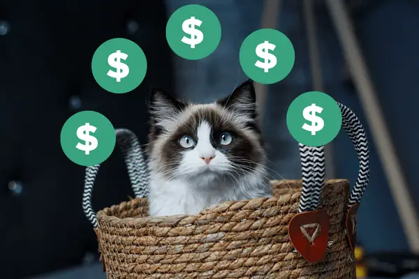 Ragdoll cat in a basket surrounded by dollar signs