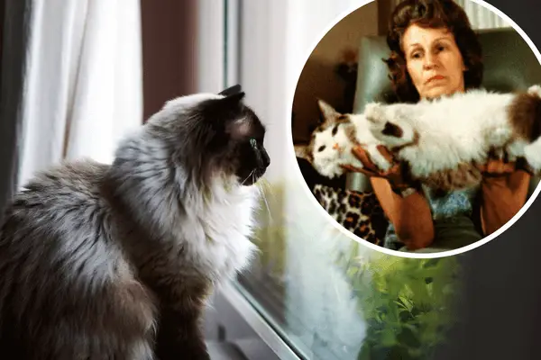 Ragdoll cat with breeder Ann Baker