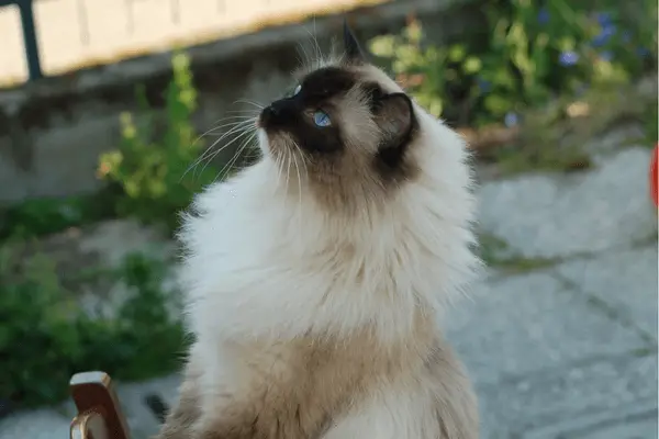 Ragdoll cat looking cute outdoors