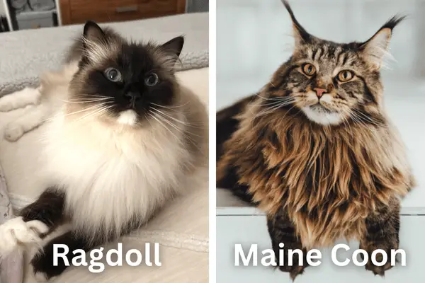 A Ragdoll cat and Maine Coon cat