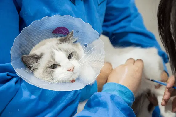Sick ragdoll cat with veterinarian