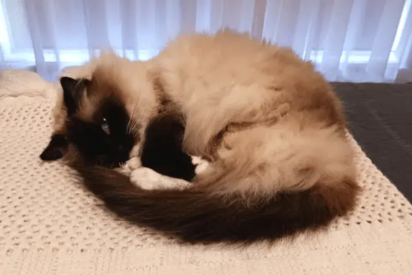 Ragdoll cat curled up staying warm