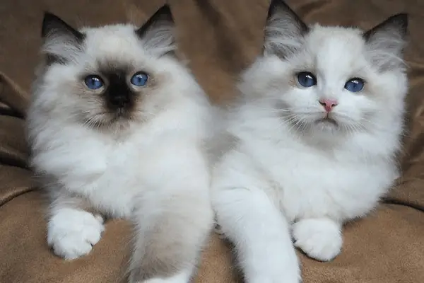 Two ragdoll cats sitting next to each other