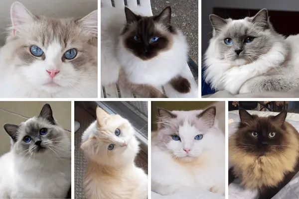 A collection of seal point, flame point, blue mitted, blue bicolor, lilac point, mink, blue point ragdoll cats.