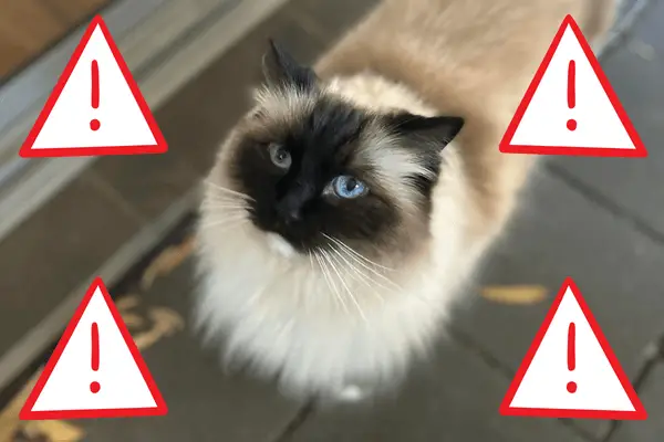 Ragdoll cat surrounded by warning signs