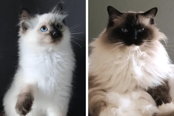 A ragdoll kitten and an adult ragdoll next to each other