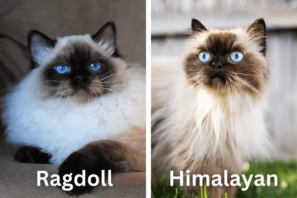 A ragdoll and himalayan cat alongside each other