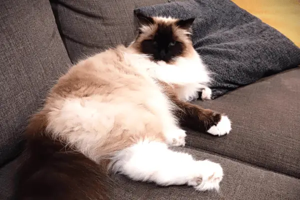 Ragdoll cat laying on couch