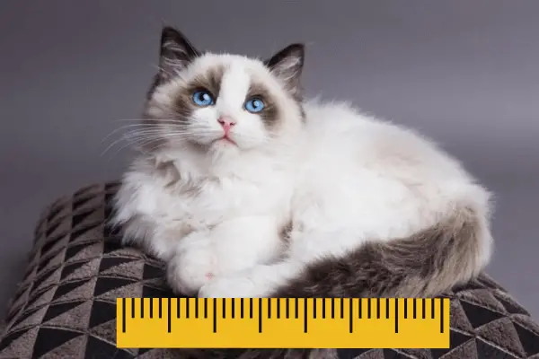 Ragdoll Cat measured with ruler
