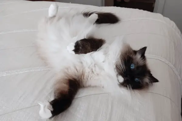 Seal Point Ragdoll cat laying on a bed