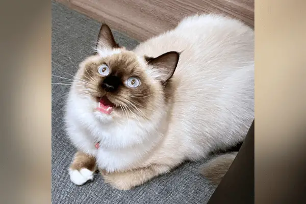 Ragdoll cat with its mouth open
