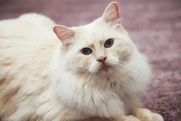 Flame Point Ragdoll Cat