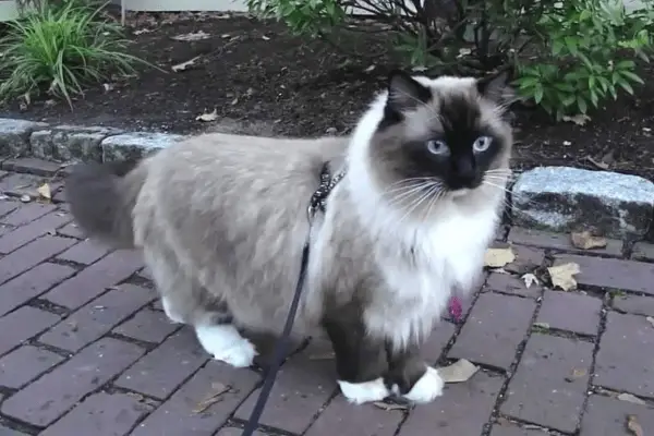 Ragdoll cat on a leash