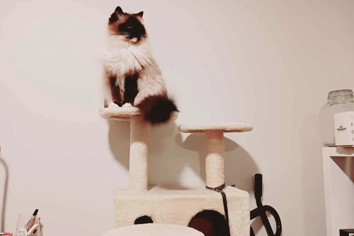 Ragdoll cat on a cat tree perch