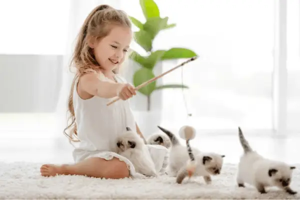 Young children playing with Ragdoll kittens